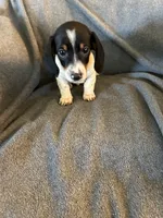 Bells piebald male. , a male Miniature Dachshund for sale in Williamsburg, KY – 1 of 2