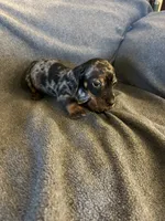 Bells dapple male , a male Miniature Dachshund for sale in Williamsburg, KY – 4 of 4