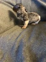 Bells female #1piebakd dapple , a female Miniature Dachshund for sale in Williamsburg, KY – 3 of 5