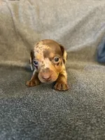 Molly chocolate dapple female , a female Miniature Dachshund for sale in Williamsburg, KY – 2 of 2