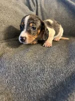 Bells #1 piebald dapple male , a male Miniature Dachshund for sale in Williamsburg, KY – 3 of 3