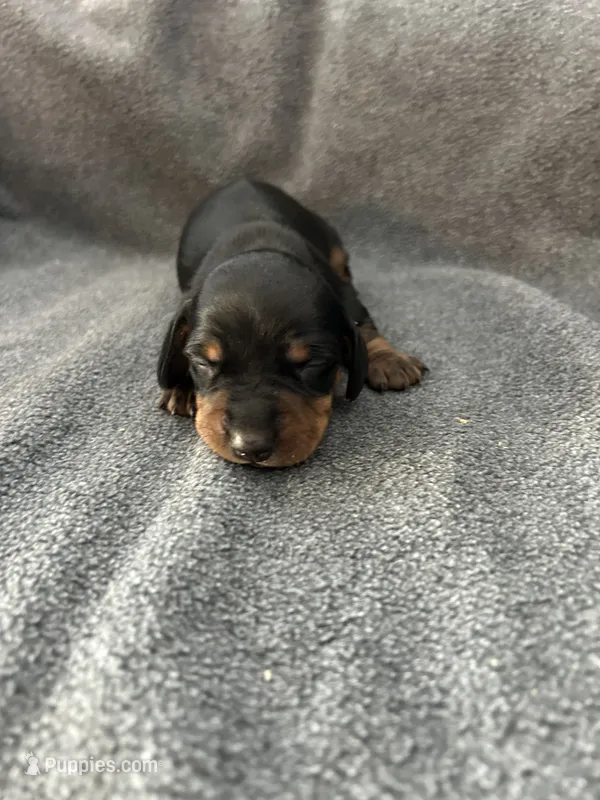 Mollly black and tan