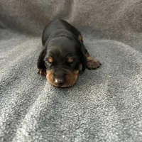 Mollly black and tan, a male Miniature Dachshund for sale in Williamsburg, KY – Photo 1 of 2
