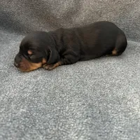 Mollly black and tan, a male Miniature Dachshund for sale in Williamsburg, KY – Photo 2 of 2