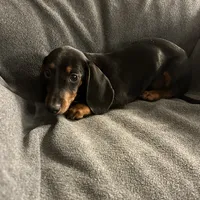 Tiny’s female, a female Miniature Dachshund for sale in Williamsburg, KY – 1 of 1