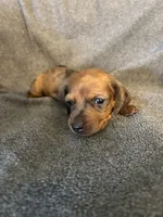 Molly red dapple female, a female Miniature Dachshund for sale in Williamsburg, KY – 2 of 2