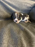 Bells #1 piebald dapple male , a male Miniature Dachshund for sale in Williamsburg, KY – 2 of 3