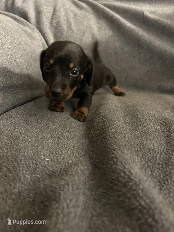 Ginger’s female black and tan  – Miniature Dachshund puppy for sale in Williamsburg, KY