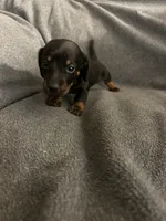 Ginger’s female black and tan , a female Miniature Dachshund for sale in Williamsburg, KY – 1 of 1