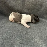 Molly dapple piebald female, a female Miniature Dachshund for sale in Williamsburg, KY – Photo 4 of 5