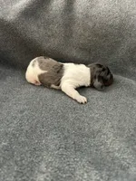 processed/eeb21dd2-c979-4f46-9569-3e6060db7f7e/listing/821ac282-676c-4f26-8b01-9d0f19b7a4d9/6b42af6a-be5d-425e-af28-2f5d4c070686