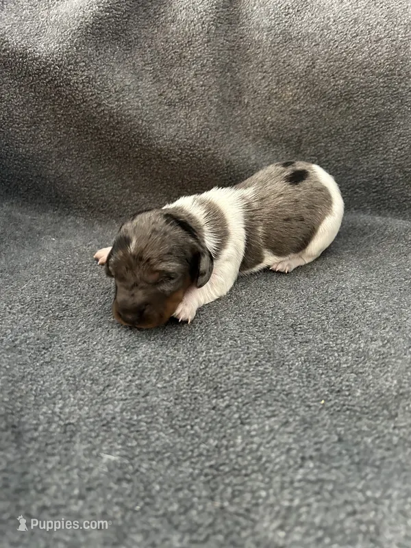 Molly dapple piebald female