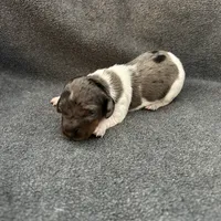 Molly dapple piebald female, a female Miniature Dachshund for sale in Williamsburg, KY – Photo 1 of 5