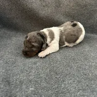 Molly dapple piebald female, a female Miniature Dachshund for sale in Williamsburg, KY – Photo 5 of 5