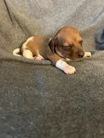 Mollys female red piebald. , a female Miniature Dachshund for sale in Williamsburg, KY – 2 of 2