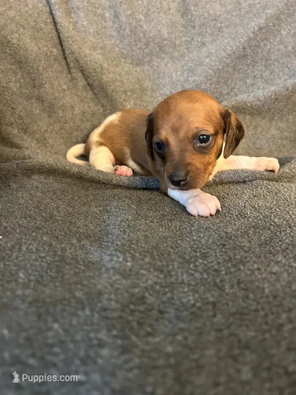 Mollys female red piebald.  – Miniature Dachshund puppy for sale in Williamsburg, KY
