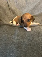 Mollys female red piebald. , a female Miniature Dachshund for sale in Williamsburg, KY – 1 of 2