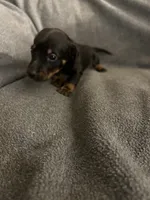 Gingers black and tan female, a female Miniature Dachshund for sale in Williamsburg, KY – 3 of 3