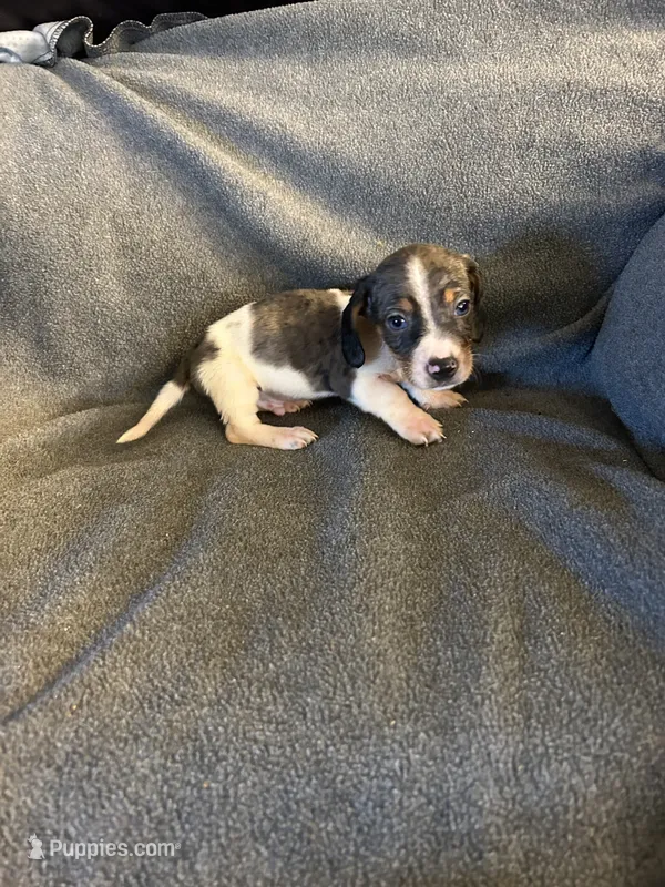 Bells #1 piebald dapple male  – Miniature Dachshund puppy for sale in Williamsburg, KY