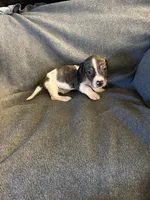 Bells #1 piebald dapple male , a male Miniature Dachshund for sale in Williamsburg, KY – 1 of 3