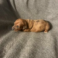 Dollys dapple male, a male Miniature Dachshund for sale in Williamsburg, KY – 3 of 4