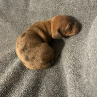 Dollys dapple male, a male Miniature Dachshund for sale in Williamsburg, KY – 1 of 4