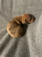 Dollys dapple male, a male Miniature Dachshund for sale in Williamsburg, KY – Photo 1 of 4