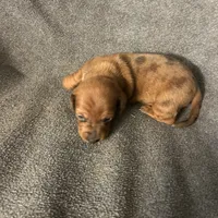 Dollys dapple male, a male Miniature Dachshund for sale in Williamsburg, KY – 2 of 4
