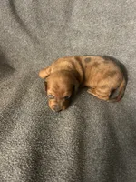 Dollys dapple male, a male Miniature Dachshund for sale in Williamsburg, KY – Photo 2 of 4