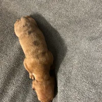 Dollys dapple male, a male Miniature Dachshund for sale in Williamsburg, KY – 4 of 4