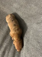 Dollys dapple male, a male Miniature Dachshund for sale in Williamsburg, KY – Photo 4 of 4