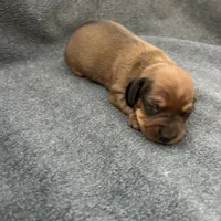 Molly red, a male Miniature Dachshund for sale in Williamsburg, KY – 3 of 3