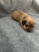 Molly red, a male Miniature Dachshund for sale in Williamsburg, KY – Photo 3 of 3