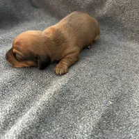 Molly red, a male Miniature Dachshund for sale in Williamsburg, KY – 2 of 3