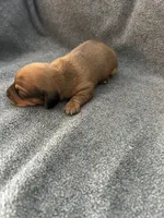 Molly red, a male Miniature Dachshund for sale in Williamsburg, KY – Photo 2 of 3