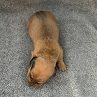 Molly red, a male Miniature Dachshund for sale in Williamsburg, KY – 1 of 3