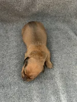 Molly red, a male Miniature Dachshund for sale in Williamsburg, KY – Photo 1 of 3