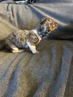 Bells female #1piebakd dapple , a female Miniature Dachshund for sale in Williamsburg, KY – 4 of 5