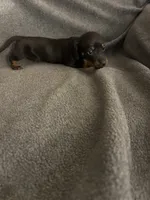 Gingers black and tan female, a female Miniature Dachshund for sale in Williamsburg, KY – 2 of 3
