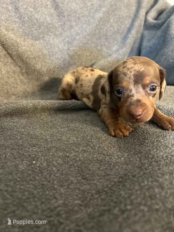 Molly chocolate dapple female  – Miniature Dachshund puppy for sale in Williamsburg, KY