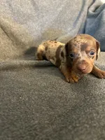 Molly chocolate dapple female , a female Miniature Dachshund for sale in Williamsburg, KY – 1 of 2