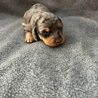 Molly dapple female, a female Miniature Dachshund for sale in Williamsburg, KY – 4 of 4