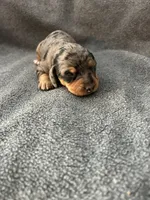 Molly dapple female, a female Miniature Dachshund for sale in Williamsburg, KY – Photo 4 of 4