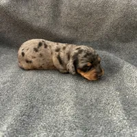 Molly dapple female, a female Miniature Dachshund for sale in Williamsburg, KY – 3 of 4