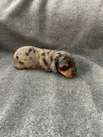 Molly dapple female, a female Miniature Dachshund for sale in Williamsburg, KY – Photo 3 of 4