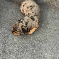 Molly dapple female, a female Miniature Dachshund for sale in Williamsburg, KY – 2 of 4