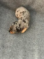Molly dapple female, a female Miniature Dachshund for sale in Williamsburg, KY – Photo 2 of 4
