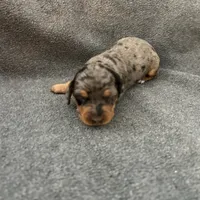 Molly dapple female, a female Miniature Dachshund for sale in Williamsburg, KY – 1 of 4