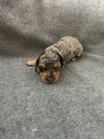 Molly dapple female, a female Miniature Dachshund for sale in Williamsburg, KY – Photo 1 of 4