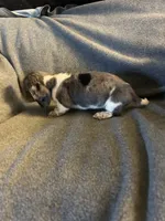 Bells #2 female piebald dapple , a female Miniature Dachshund for sale in Williamsburg, KY – 4 of 4